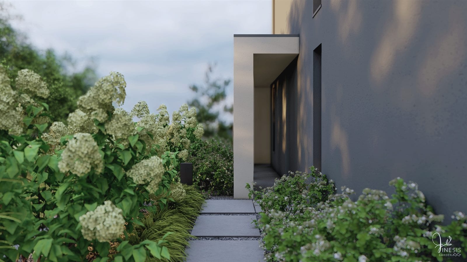 Designerski ogród Biestrzyków - boczne przejście z płyt betonowych i hortensje przy nowoczesnej elewacji